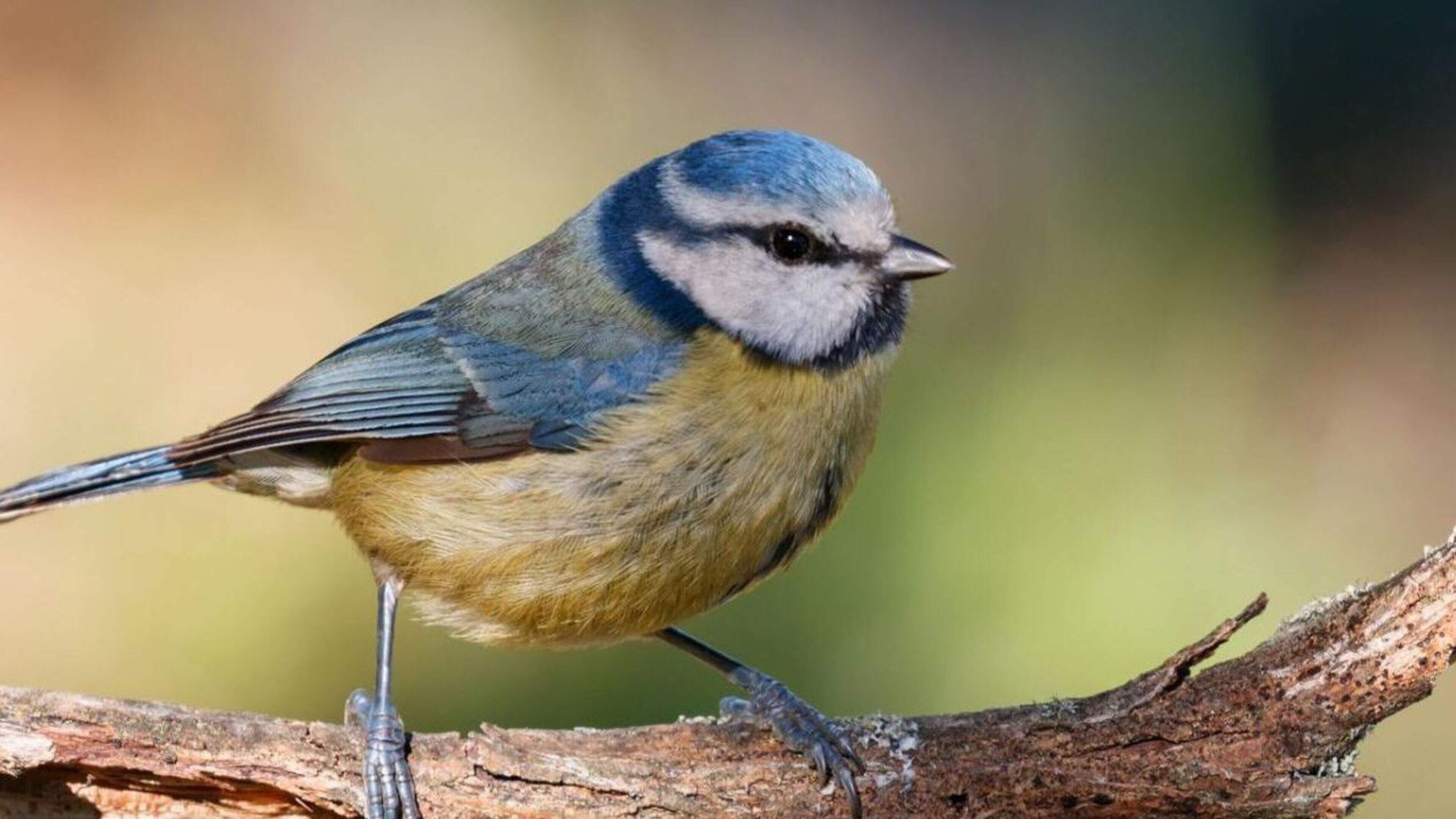 Just eight basic sounds behind all birdsong melodies, scientists find